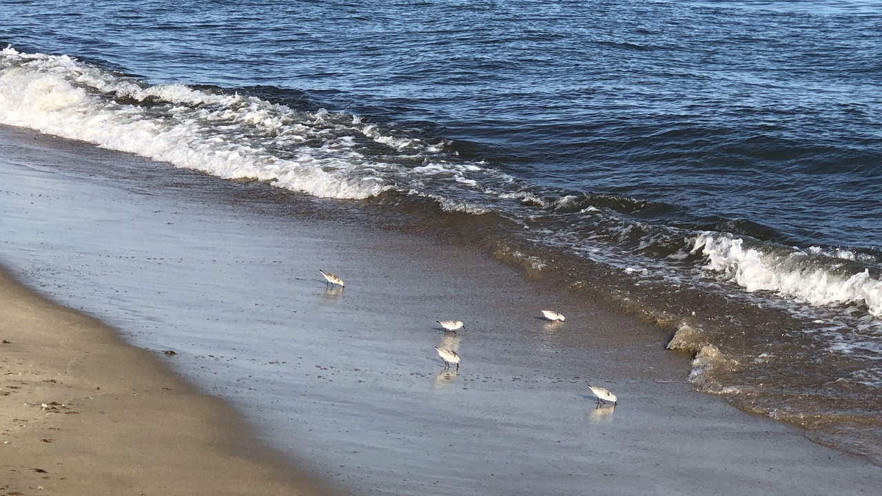 Photo of Others in Mashpee