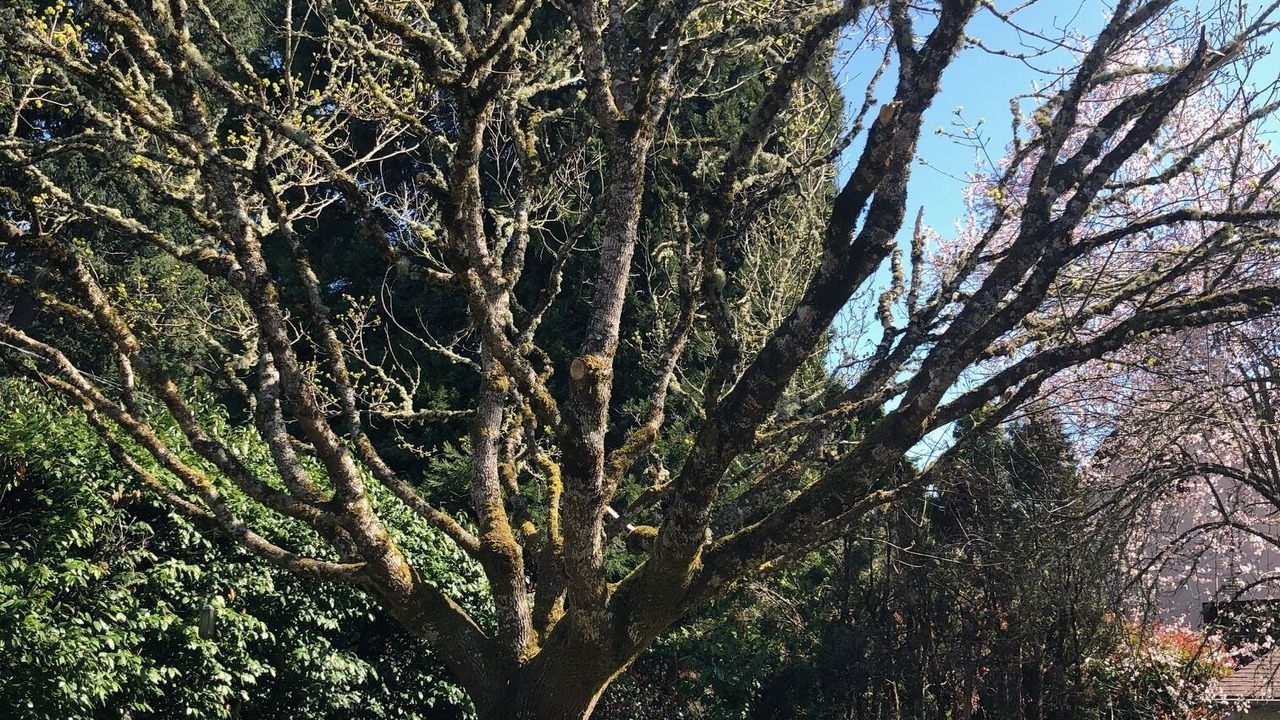 Photo of Others in Amazon