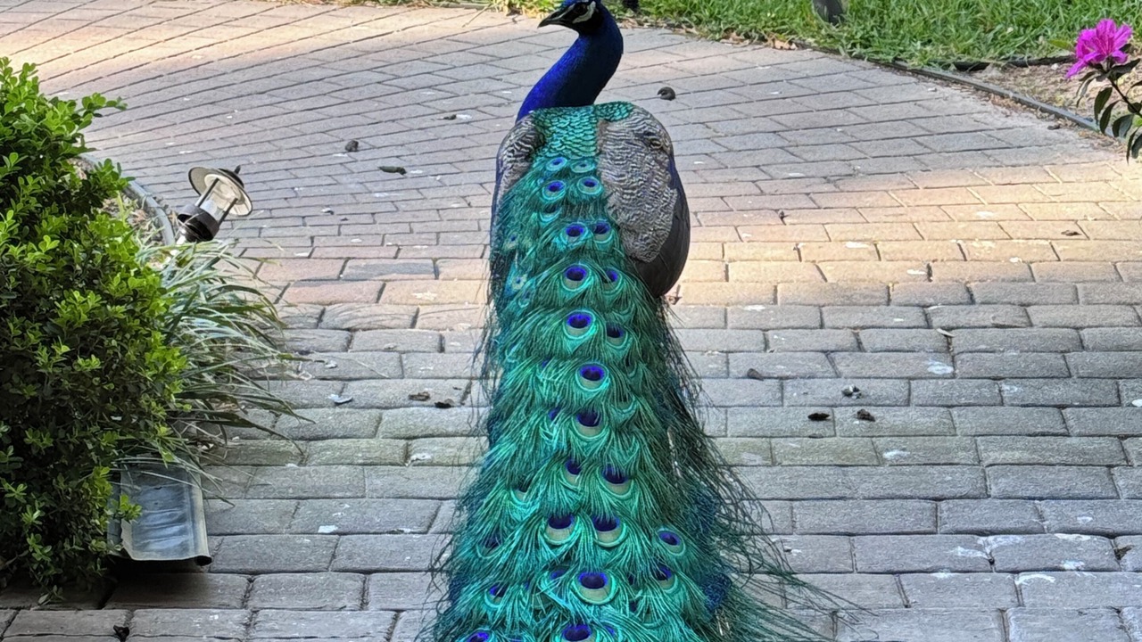 Photo of Outdoor in The Villages