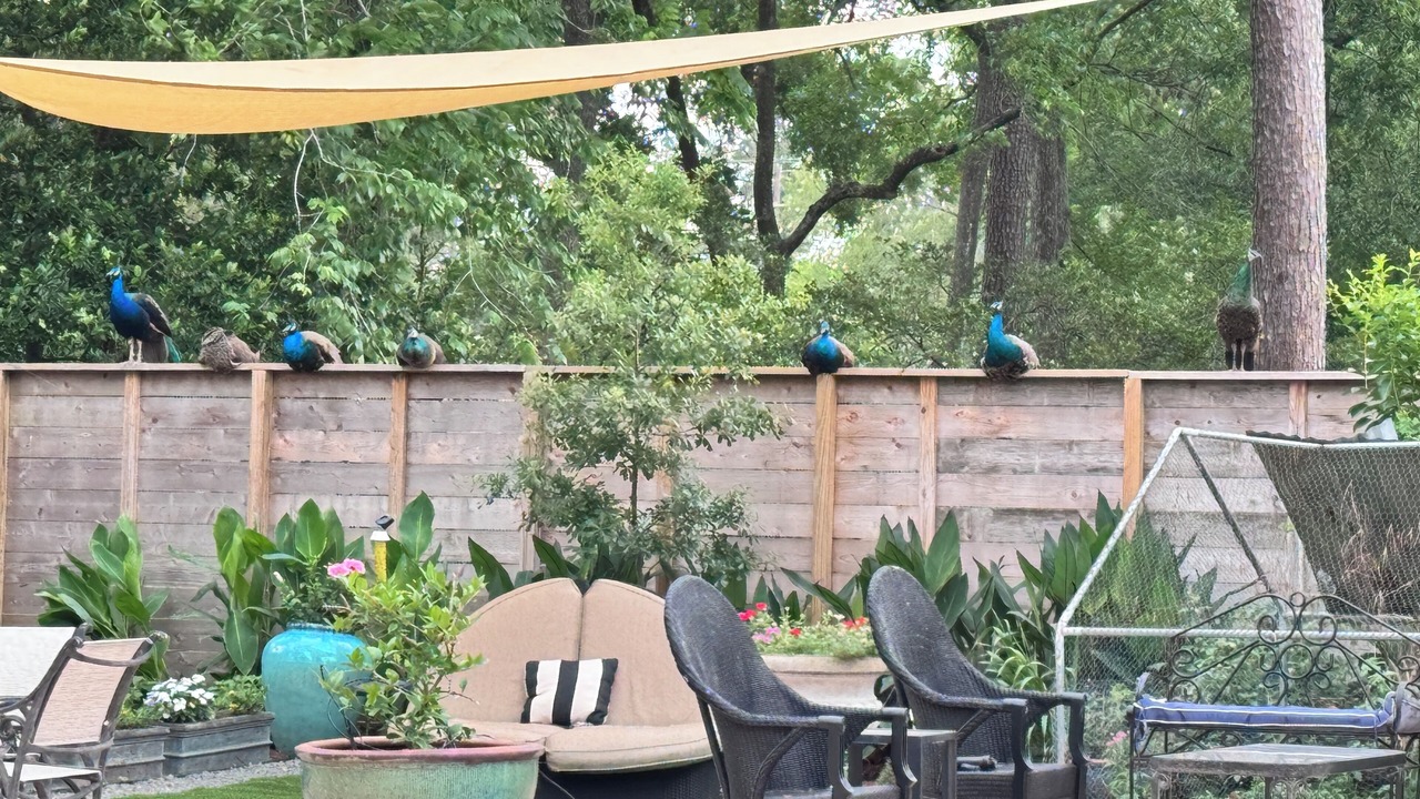 Photo of Patio Balcony in The Villages