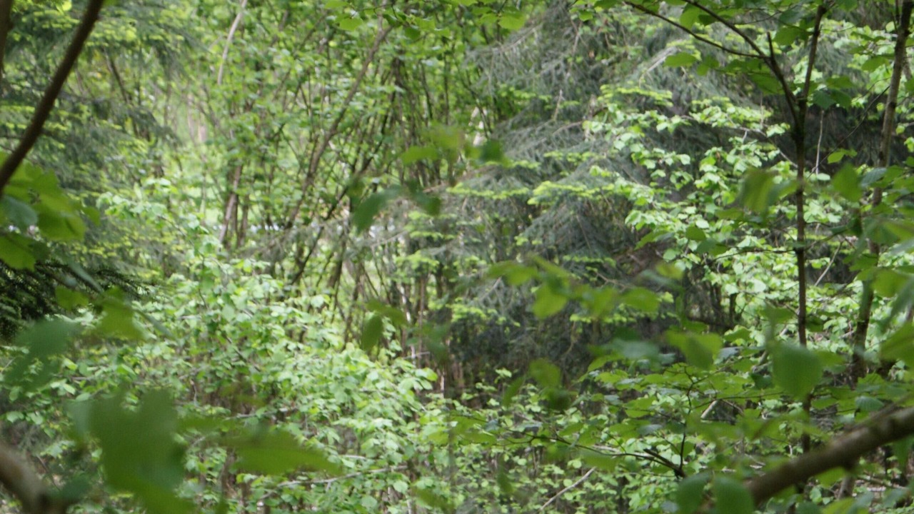 Photo of Outdoor in Montferrier