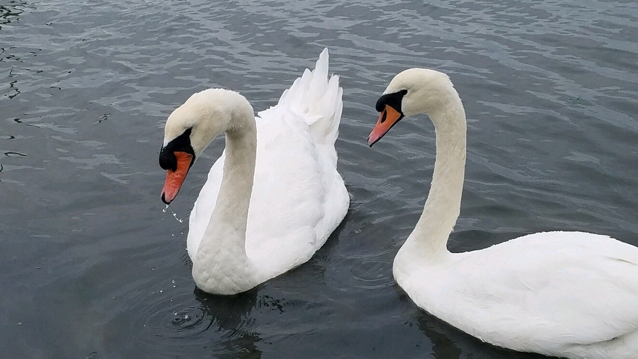 Photo of Others in Island Park
