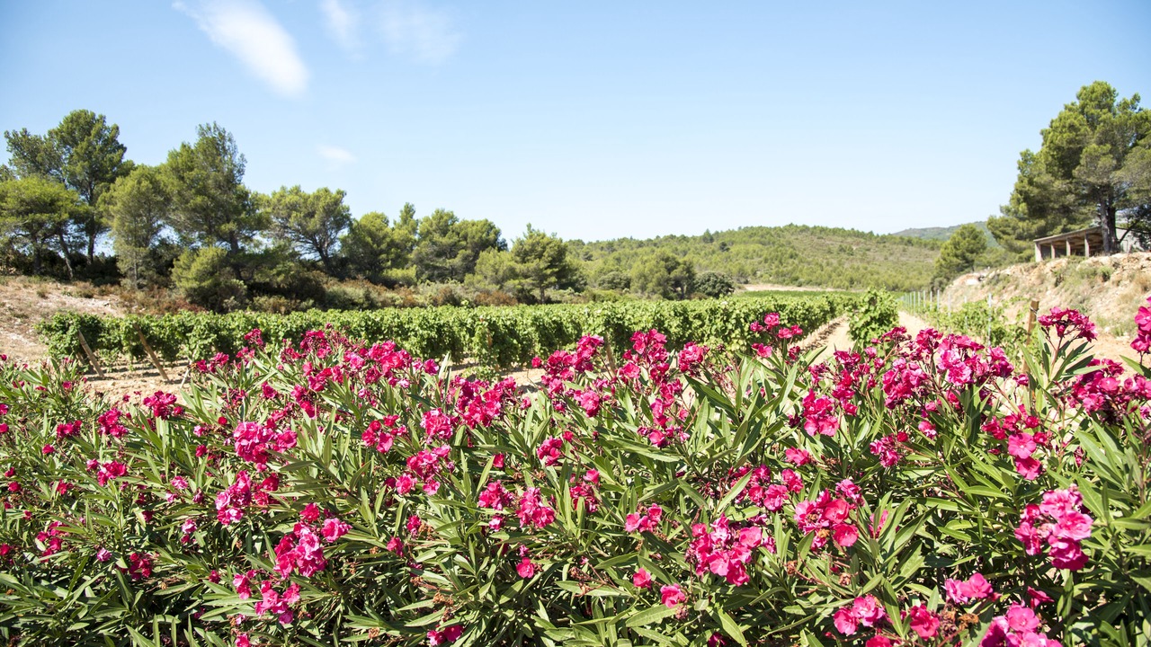 Photo of Outdoor in Ribaute