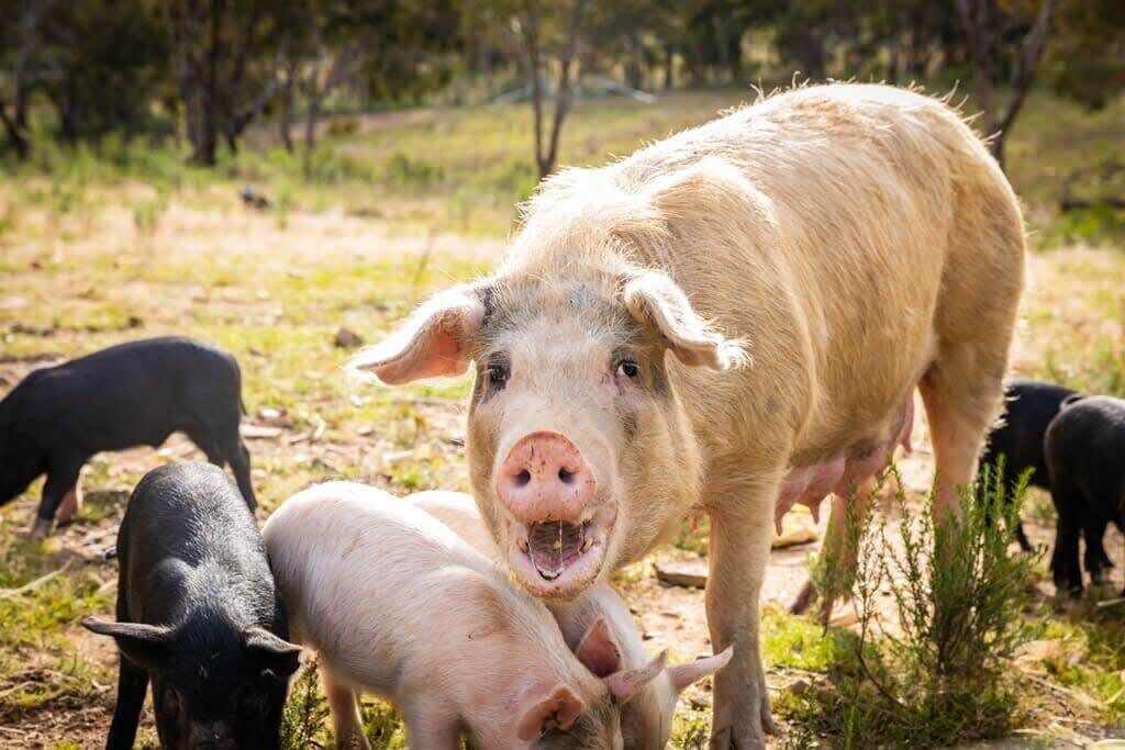 Photo of Others in Windeyer