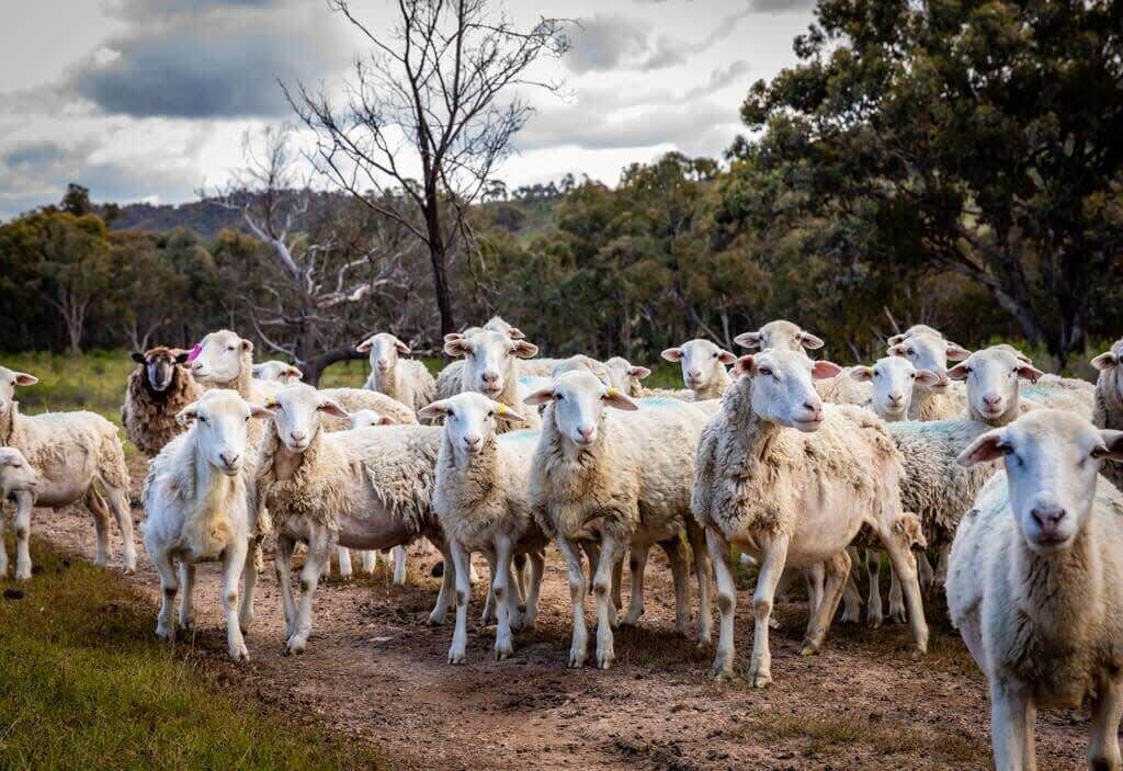 Photo of Others in Windeyer