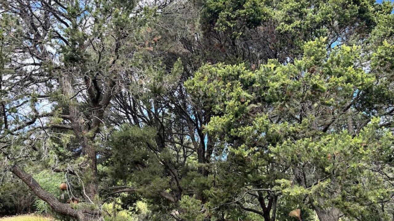 Photo of Outdoor in Tesuque