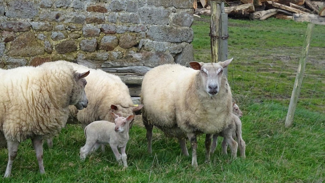Photo of Others in Saint-Fraimbault