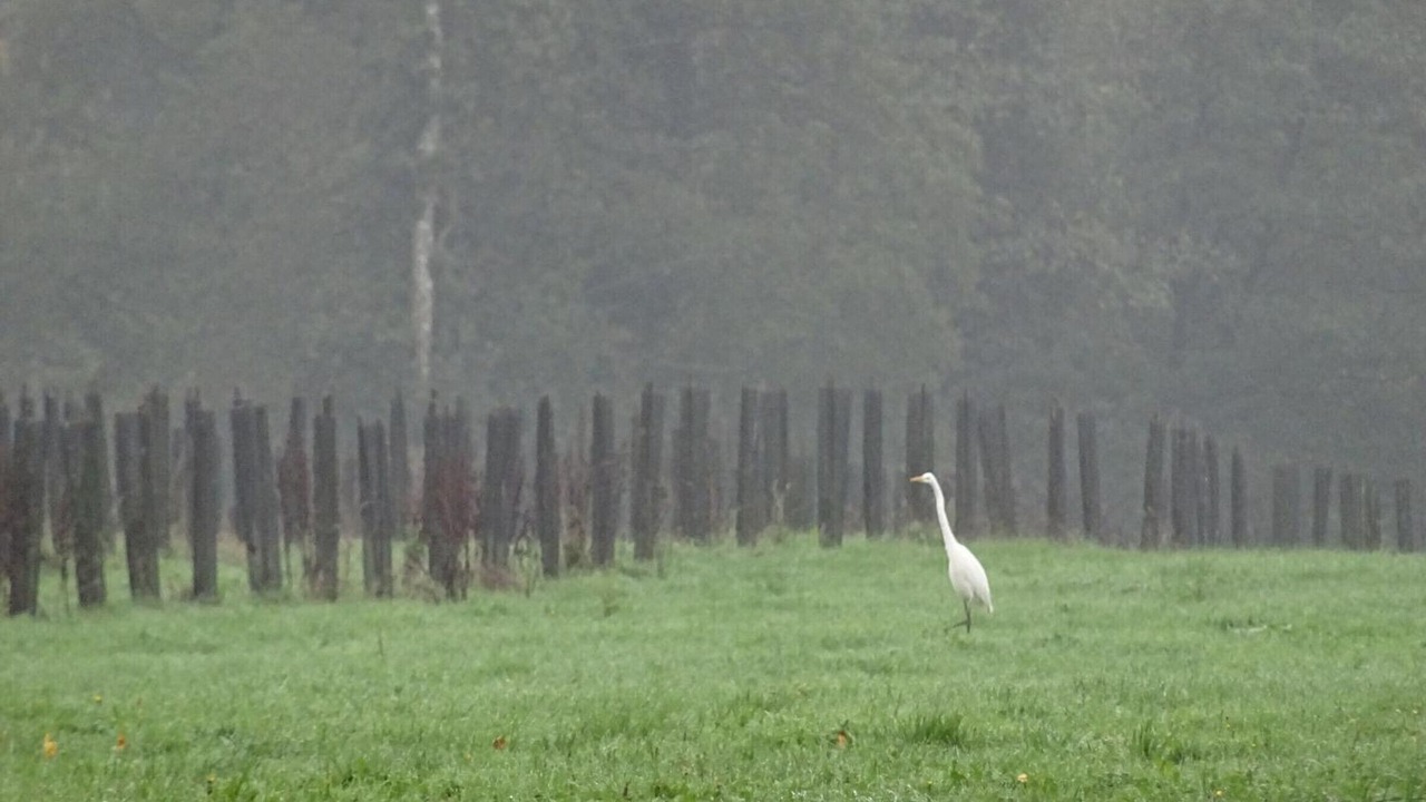 Photo of Others in Saint-Fraimbault