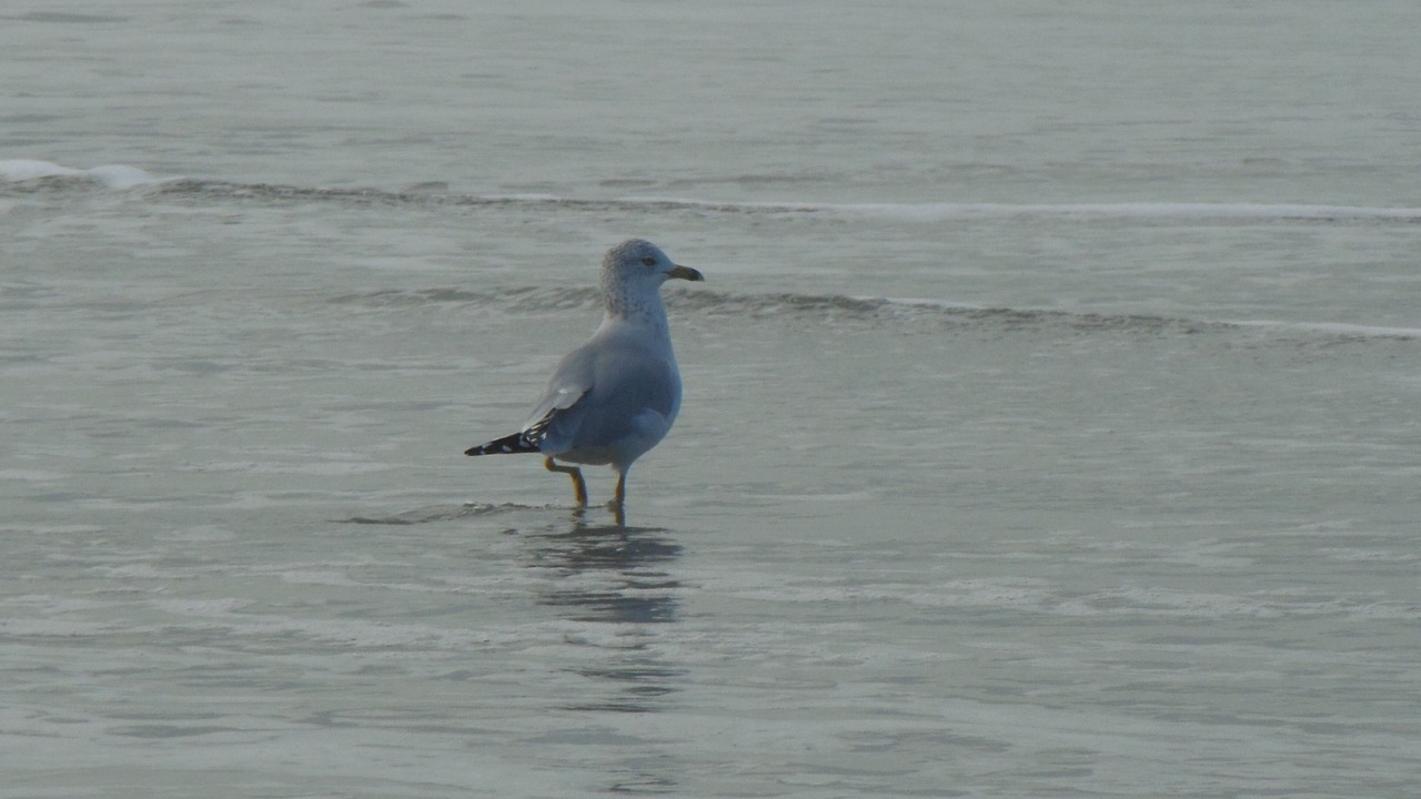 Photo of Others in Surfside Beach