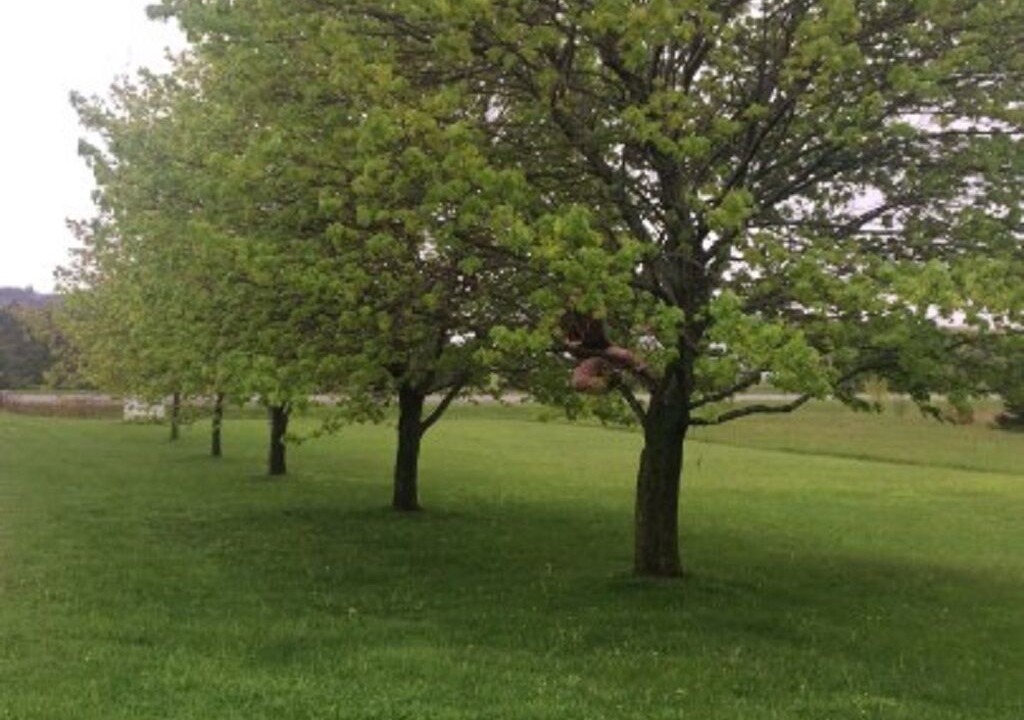Photo of Others in Darnley