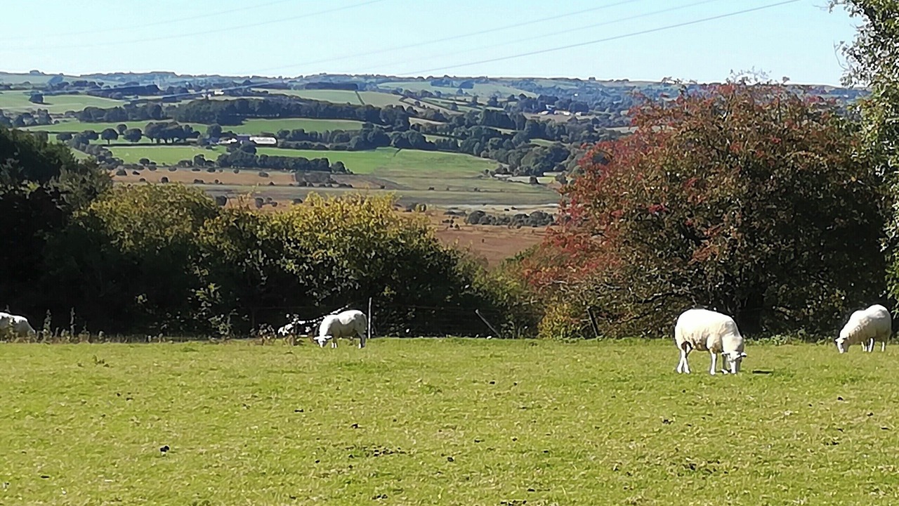 Photo of Others in Tregaron