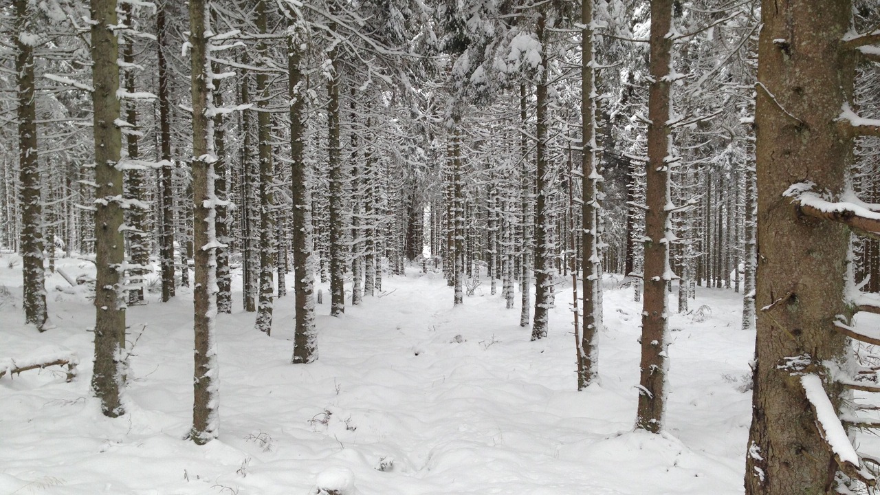 Photo of Others in Falstone