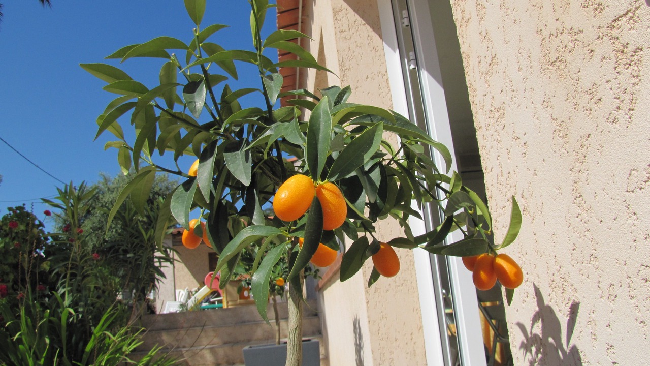 Photo of Outdoor in L'Ile-Rousse