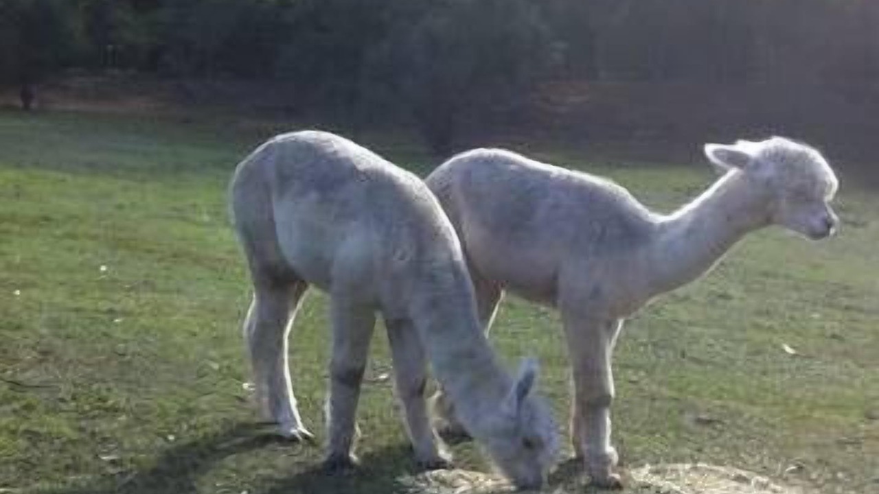 Photo of Others in Bellbrae