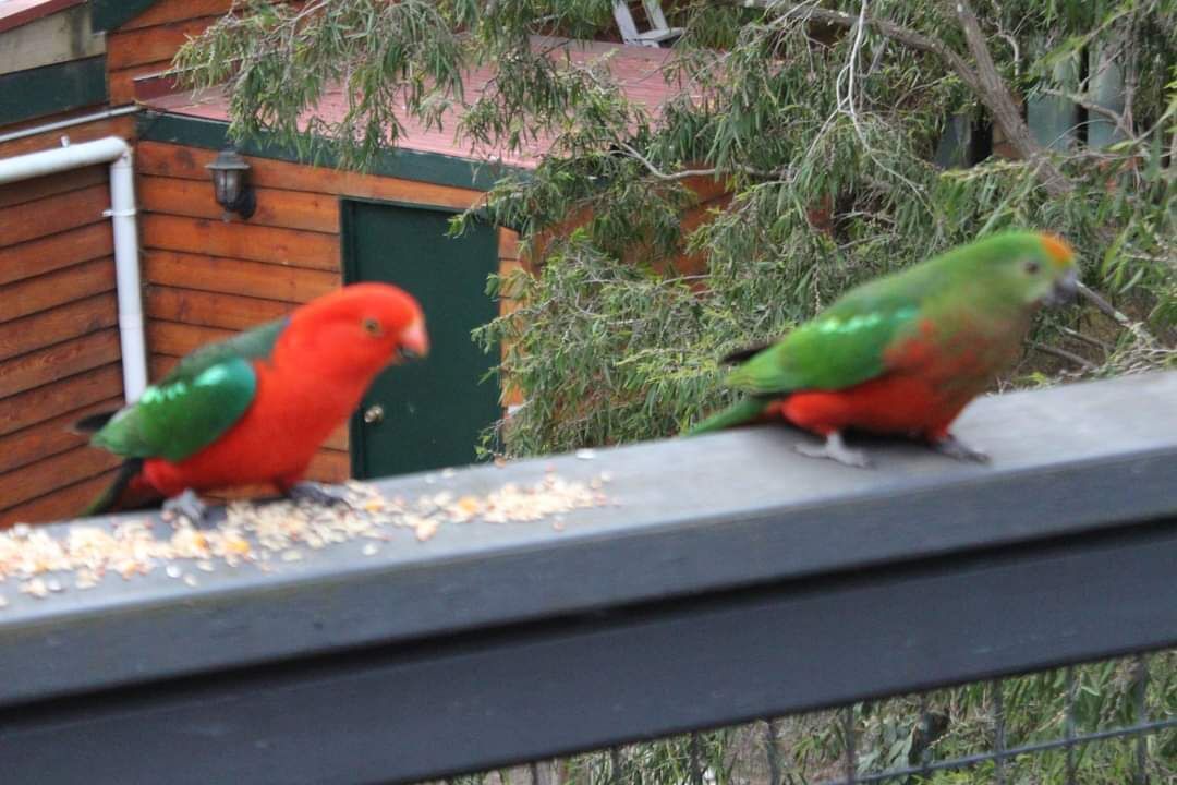 Photo of Outdoor in Bellbrae