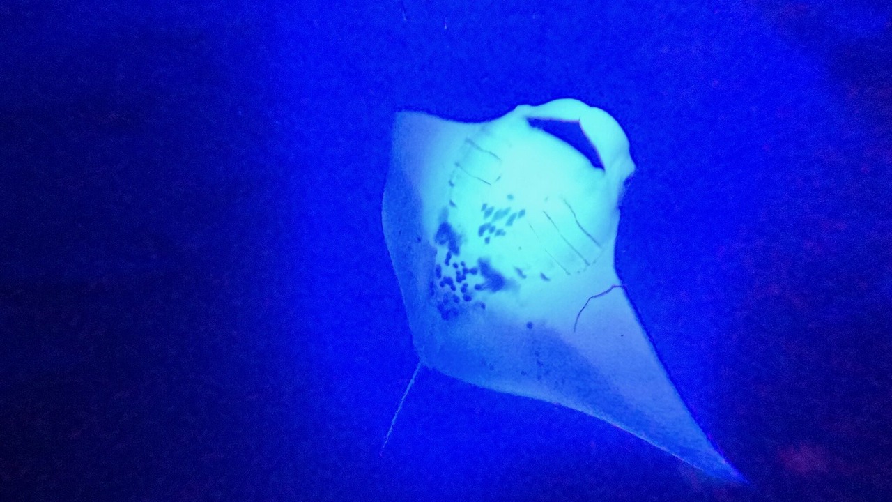 Photo of Others in Hawi