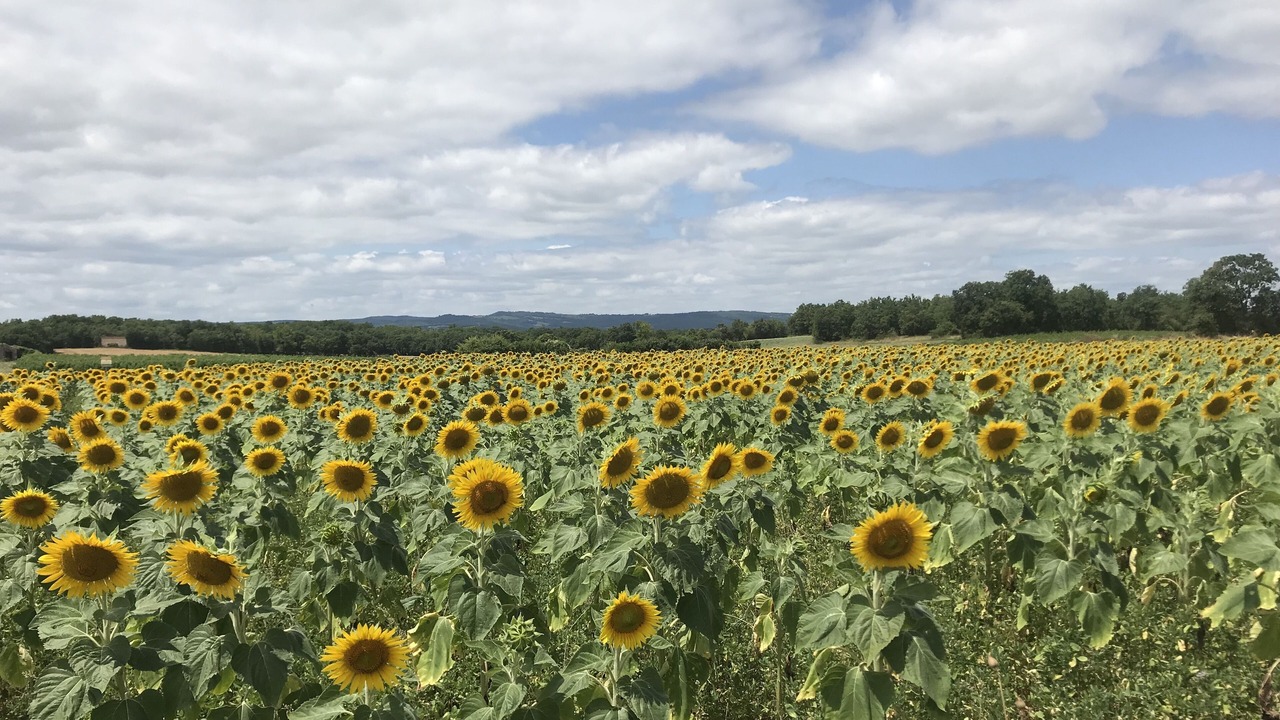 Photo of Others in Cordes-sur-Ciel