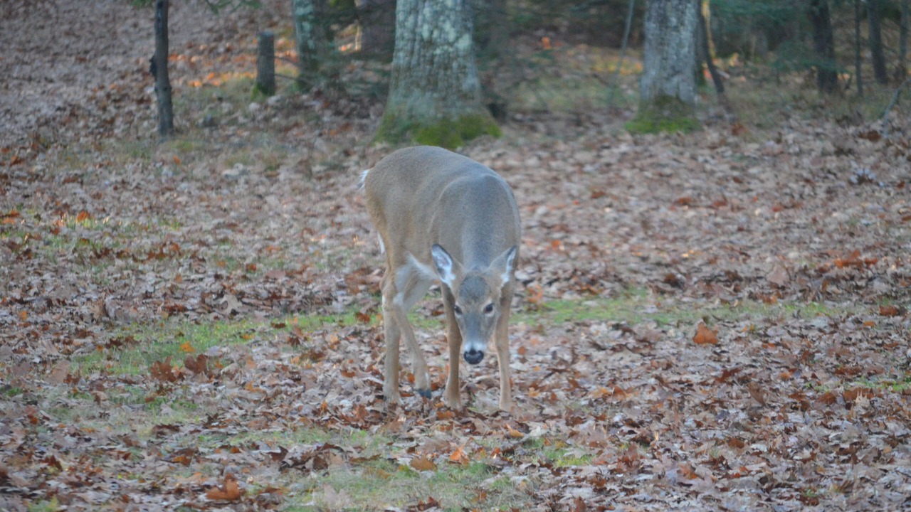 Photo of Others in Arbor Vitae