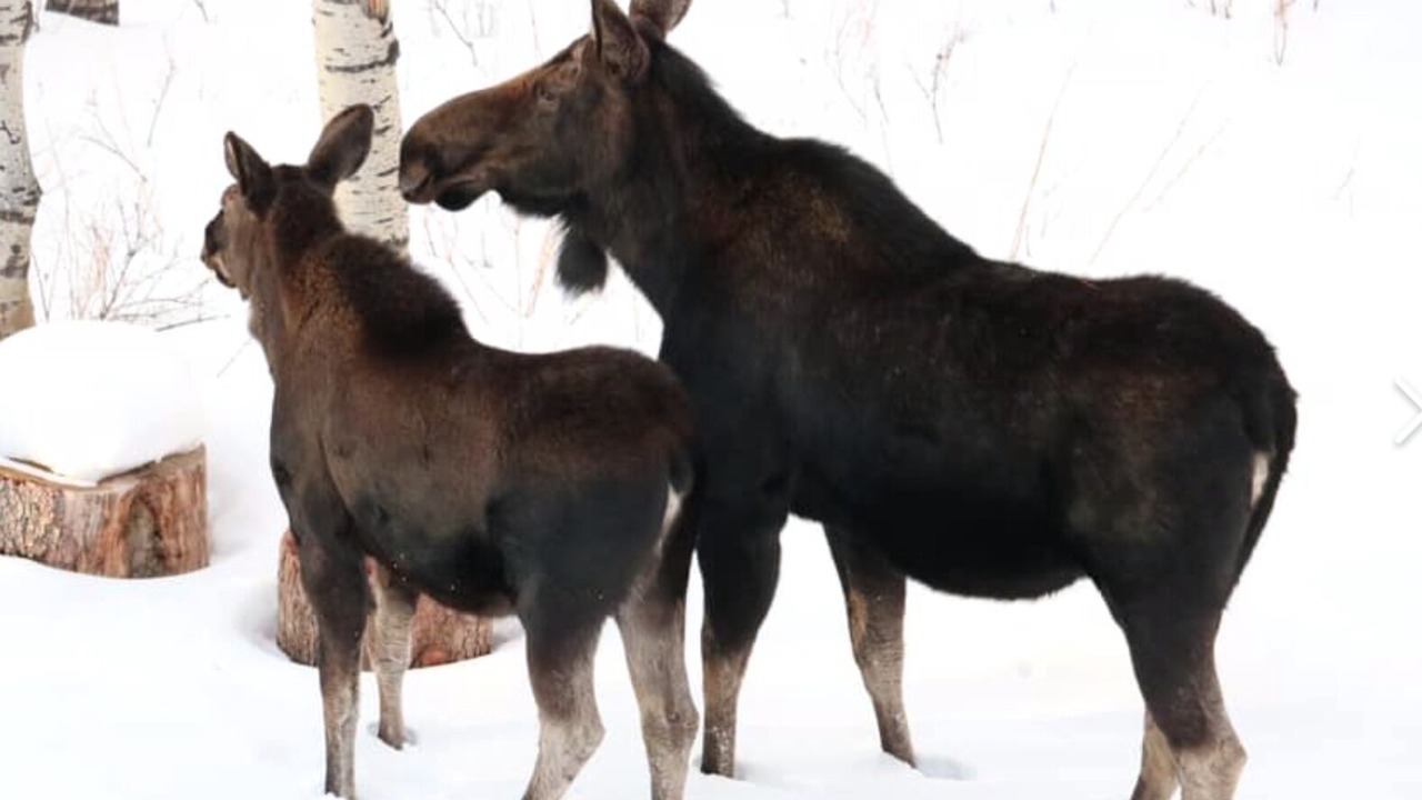Photo of Others in Heber City