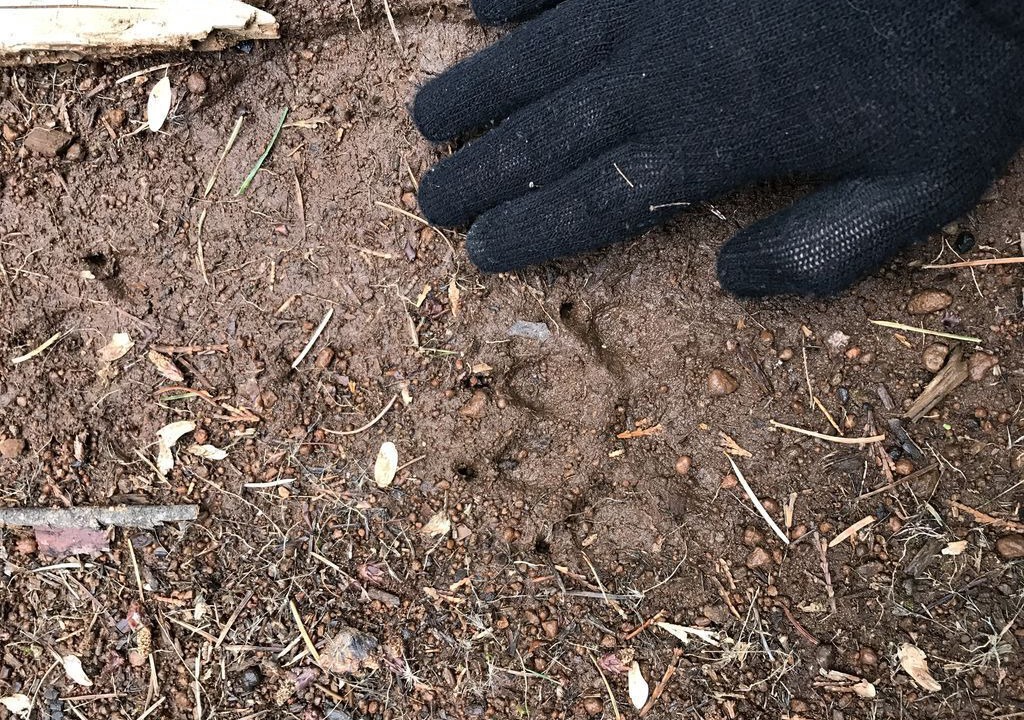 Photo of Outdoor in Nevada City