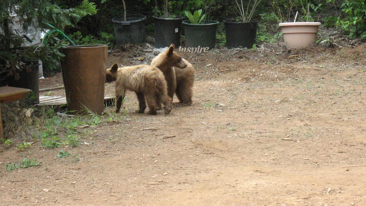 Photo of Outdoor in Nevada City