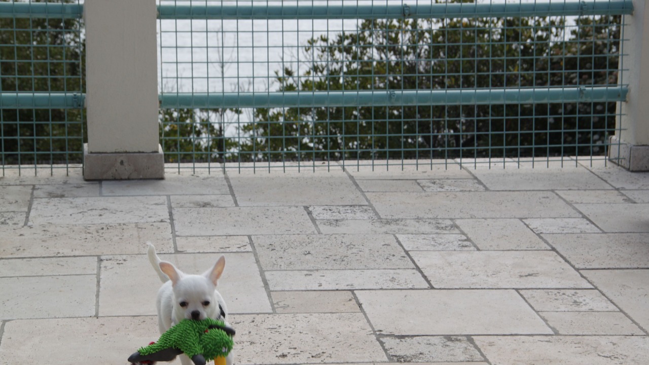 Photo of Outdoor in Saint-Mandrier-sur-Mer