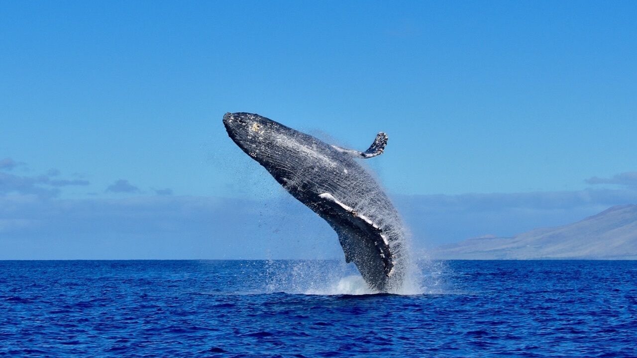 Photo of Others in Maalaea