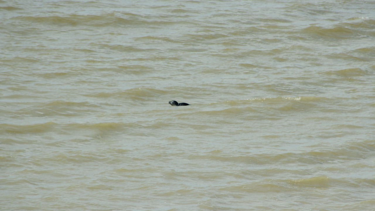 Photo of Others in Le Crotoy