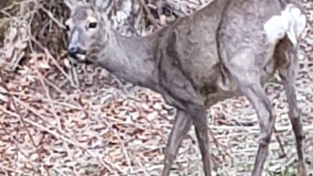 Photo of Outdoor in Les Carroz-d'Araches