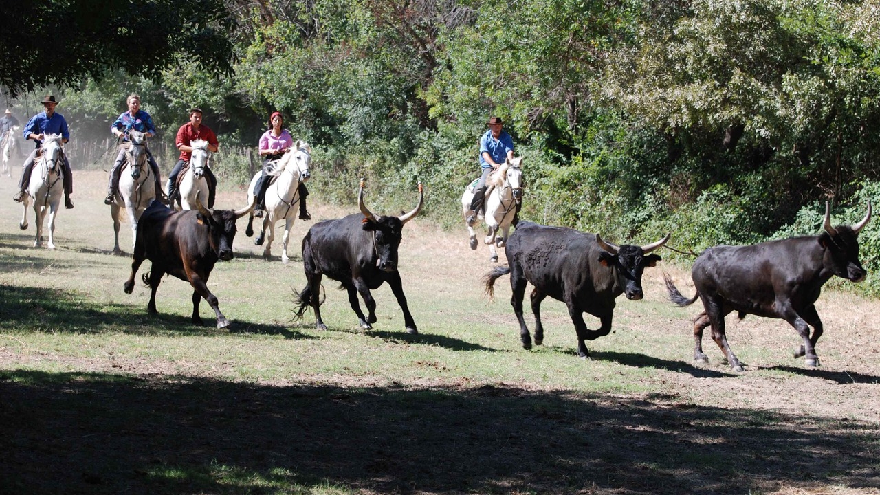 Photo of Others in Le Cailar