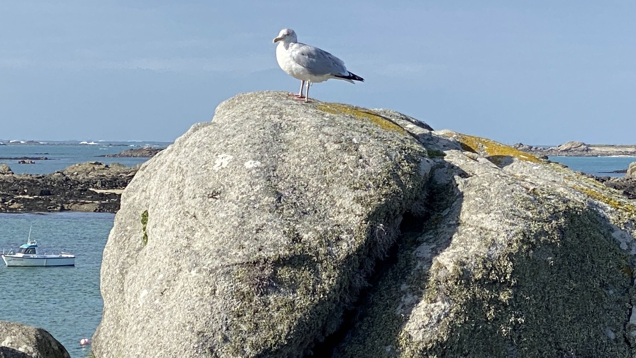 Photo of Others in Plouguerneau