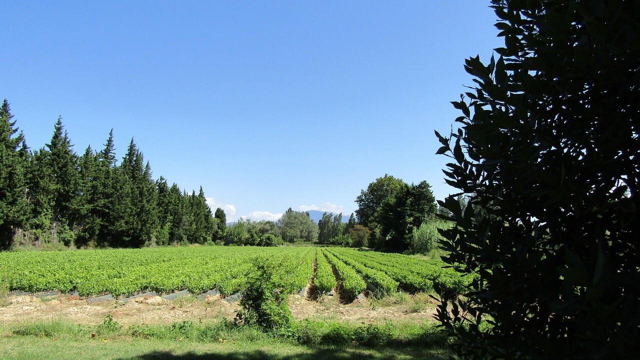 Photo of Others in Loriol-du-Comtat