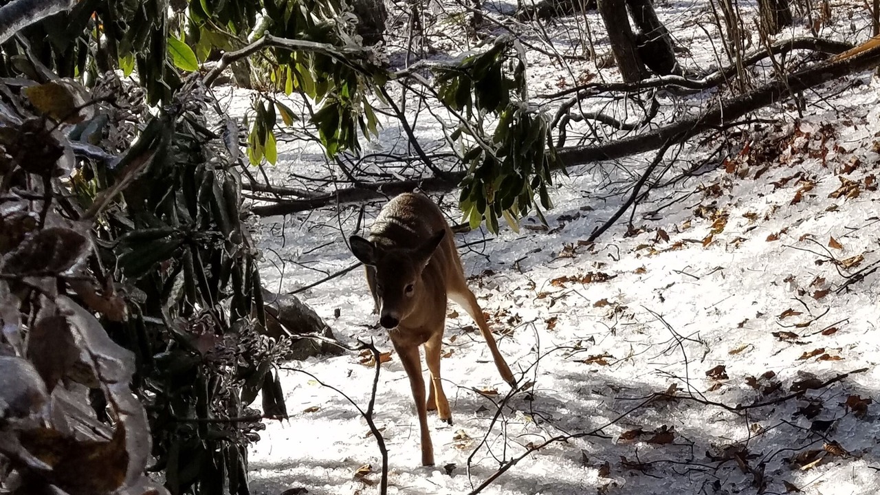 Photo of Others in Wintergreen