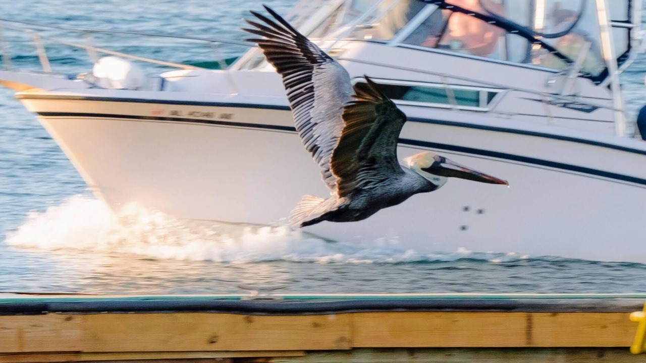 Photo of Others in Orange Beach