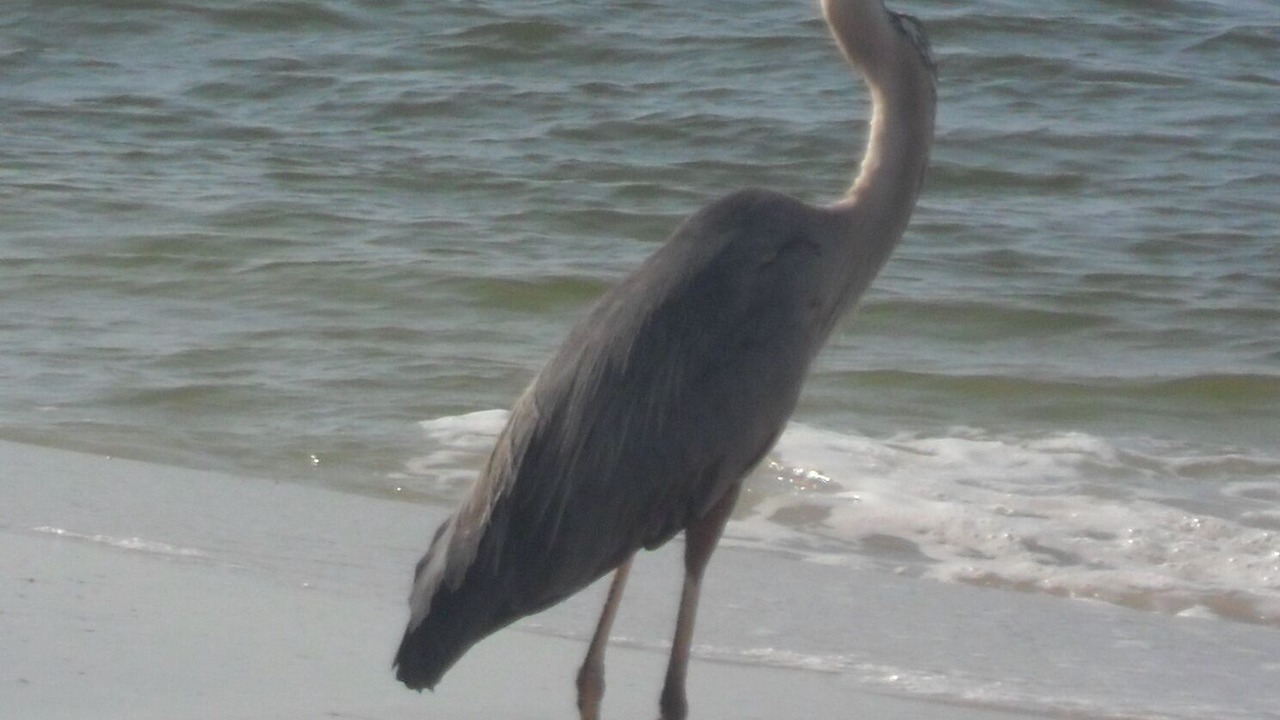 Photo of Others in Orange Beach
