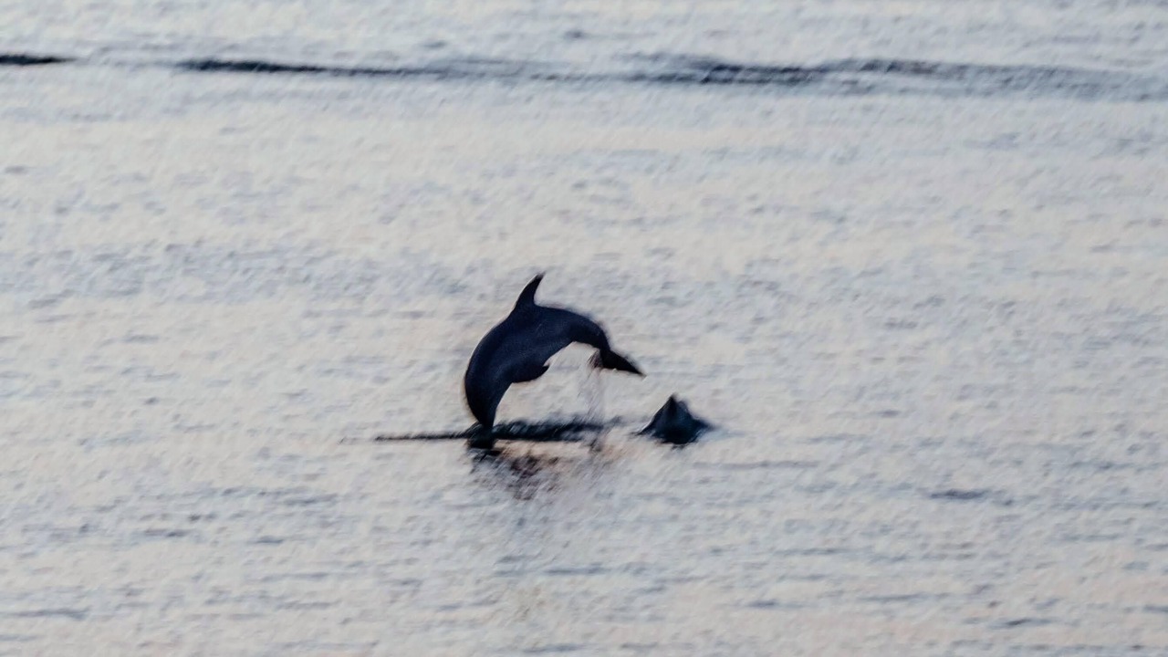 Photo of Others in Orange Beach