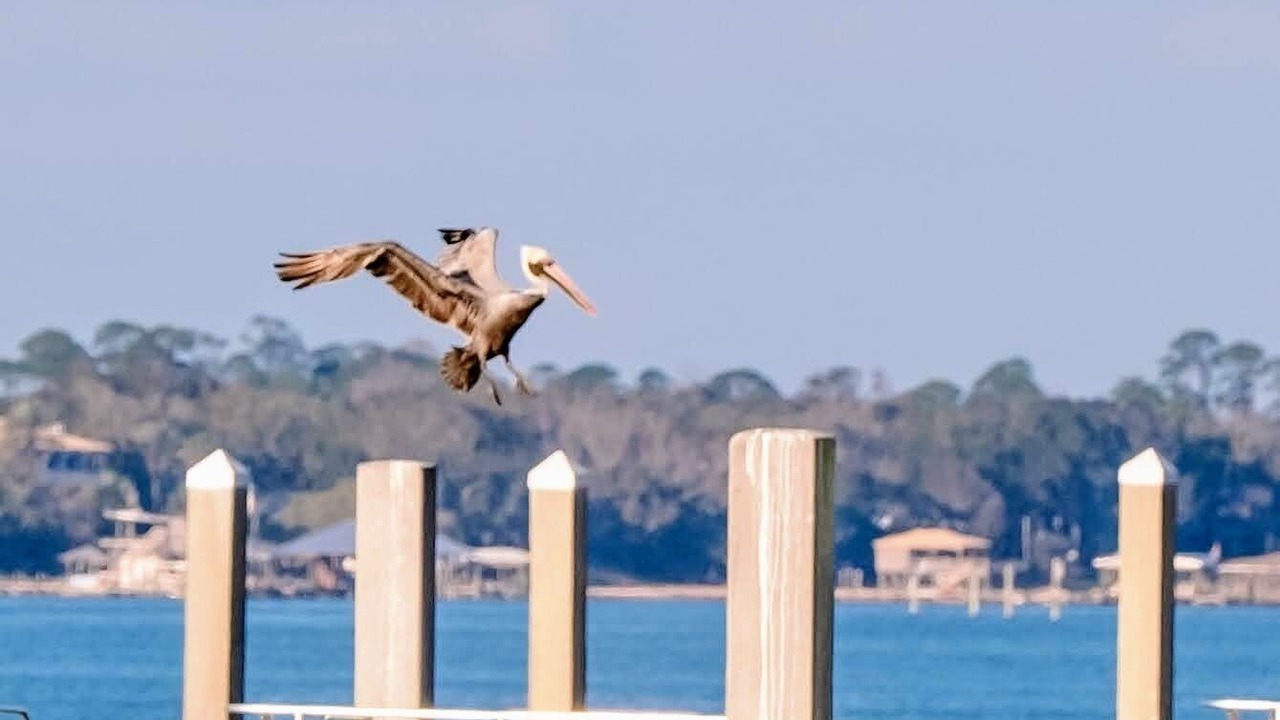 Photo of Others in Orange Beach
