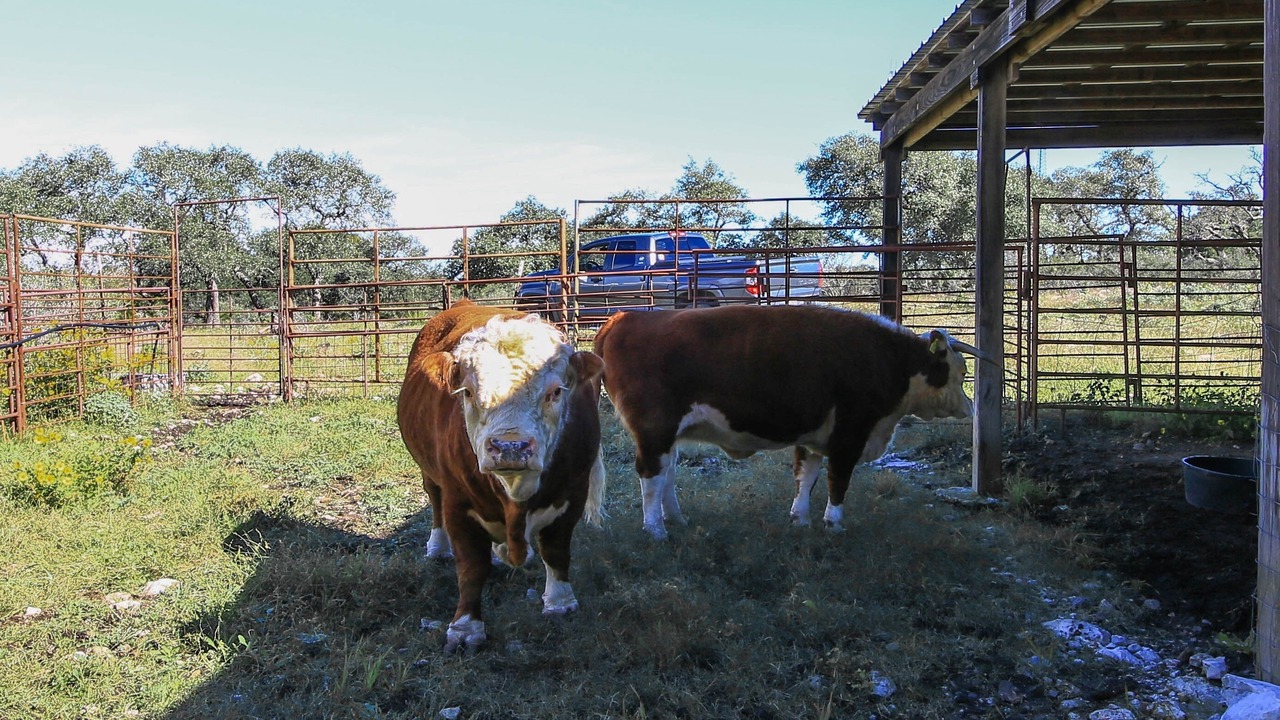 Photo of Outdoor in Kerrville