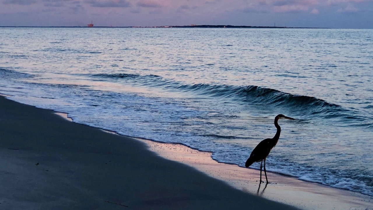 Photo of Others in Dauphin Island