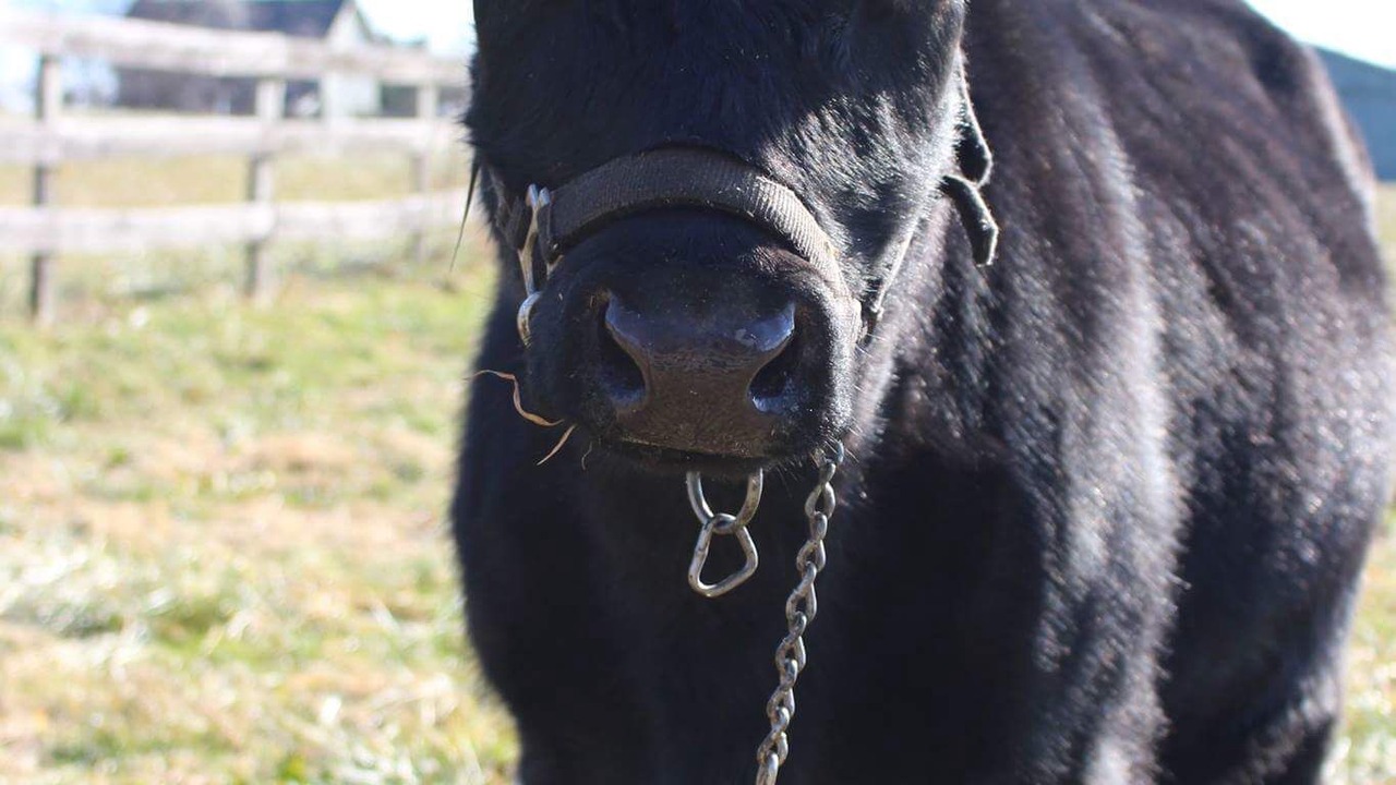 Photo of Outdoor in Jarrettsville