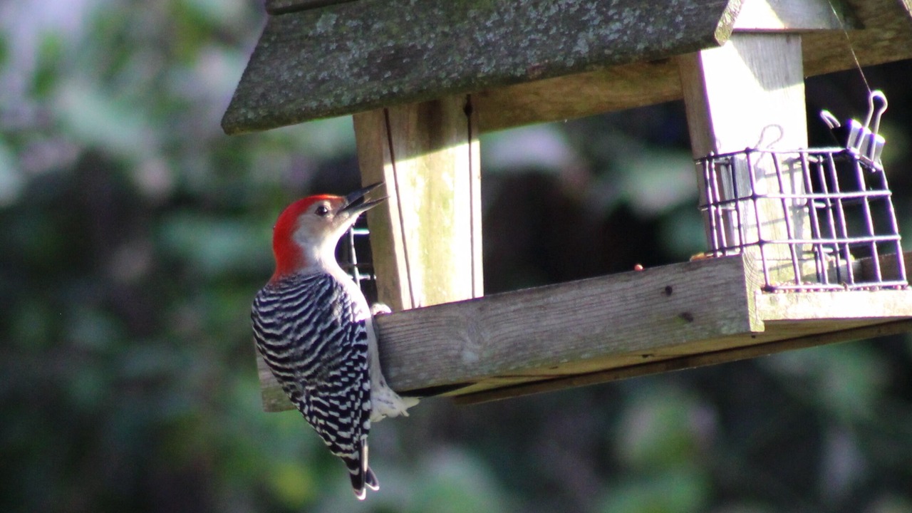 Photo of Outdoor in Jarrettsville