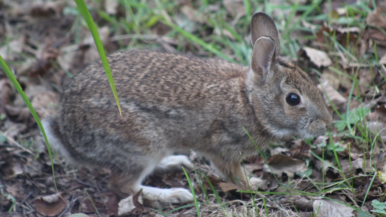 Photo of Outdoor in Jarrettsville