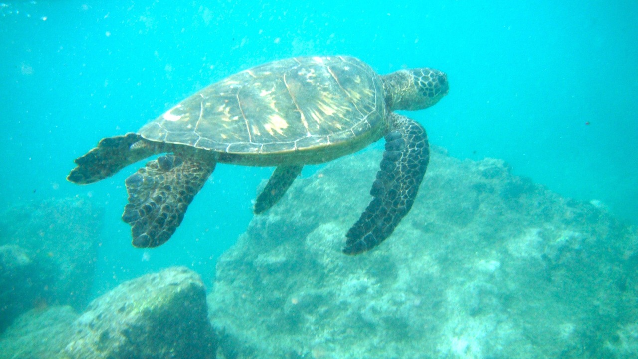 Photo of Patio Balcony in Makaha