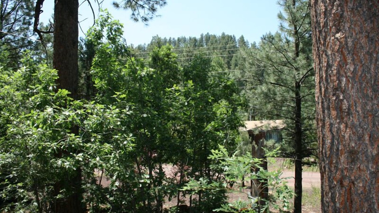 Photo of Others in Pinetop