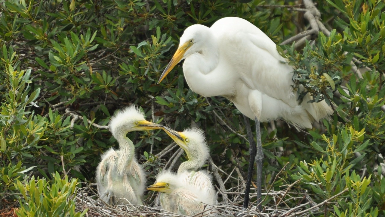 Photo of Others in Seabrook Island