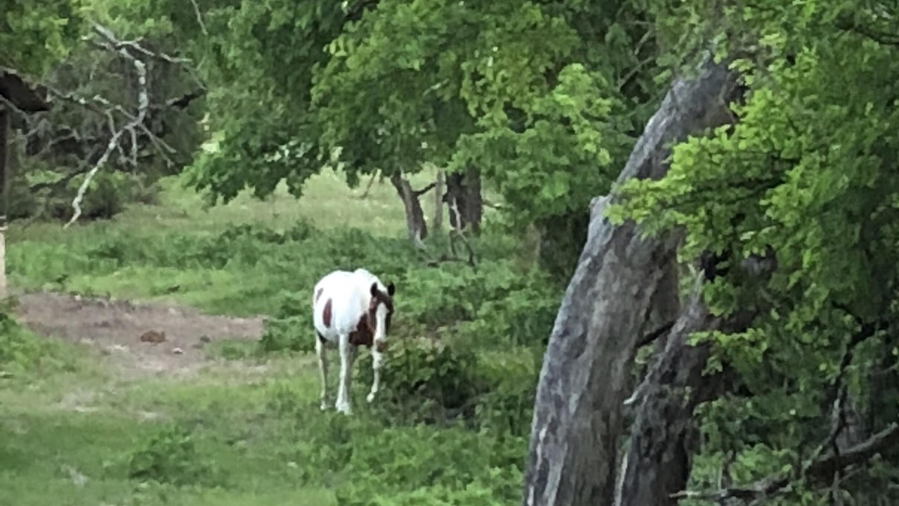 Photo of Others in Boerne
