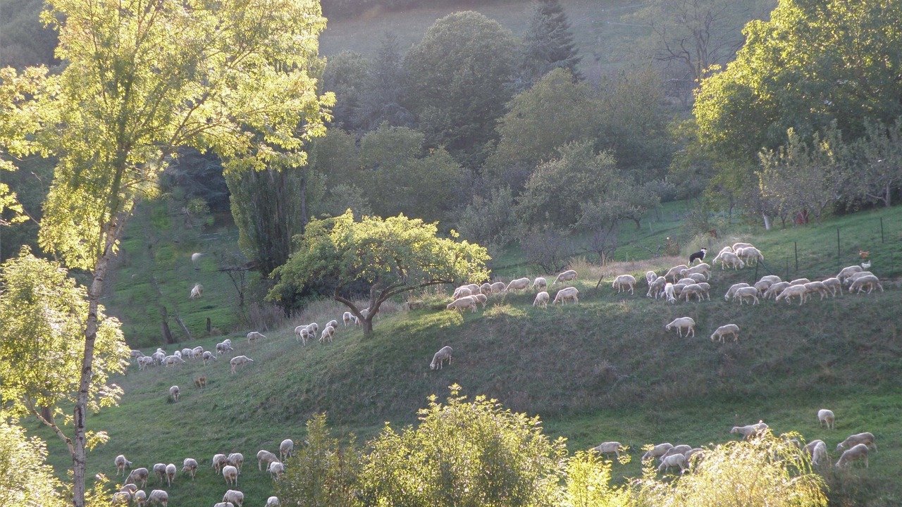 Photo of Outdoor in Courniou