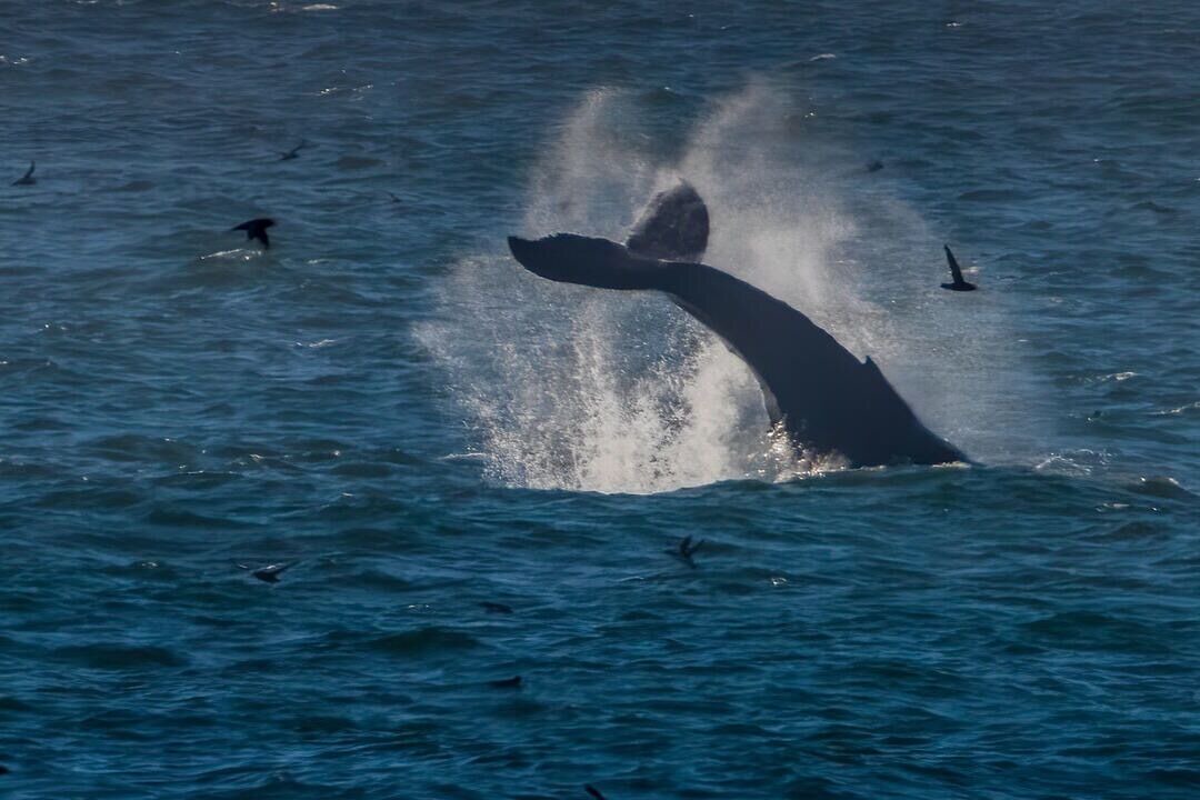 Photo of Others in Sharp Park