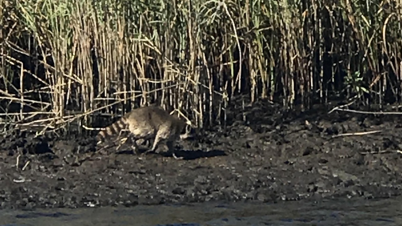 Photo of Others in Suwannee