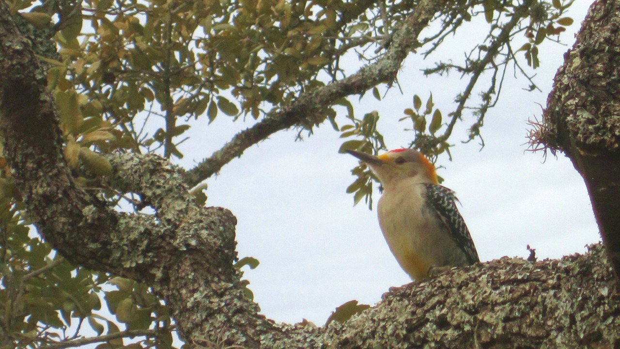 Photo of Outdoor in Bandera